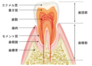 鳥取市　歯医者　歯周組織の構造