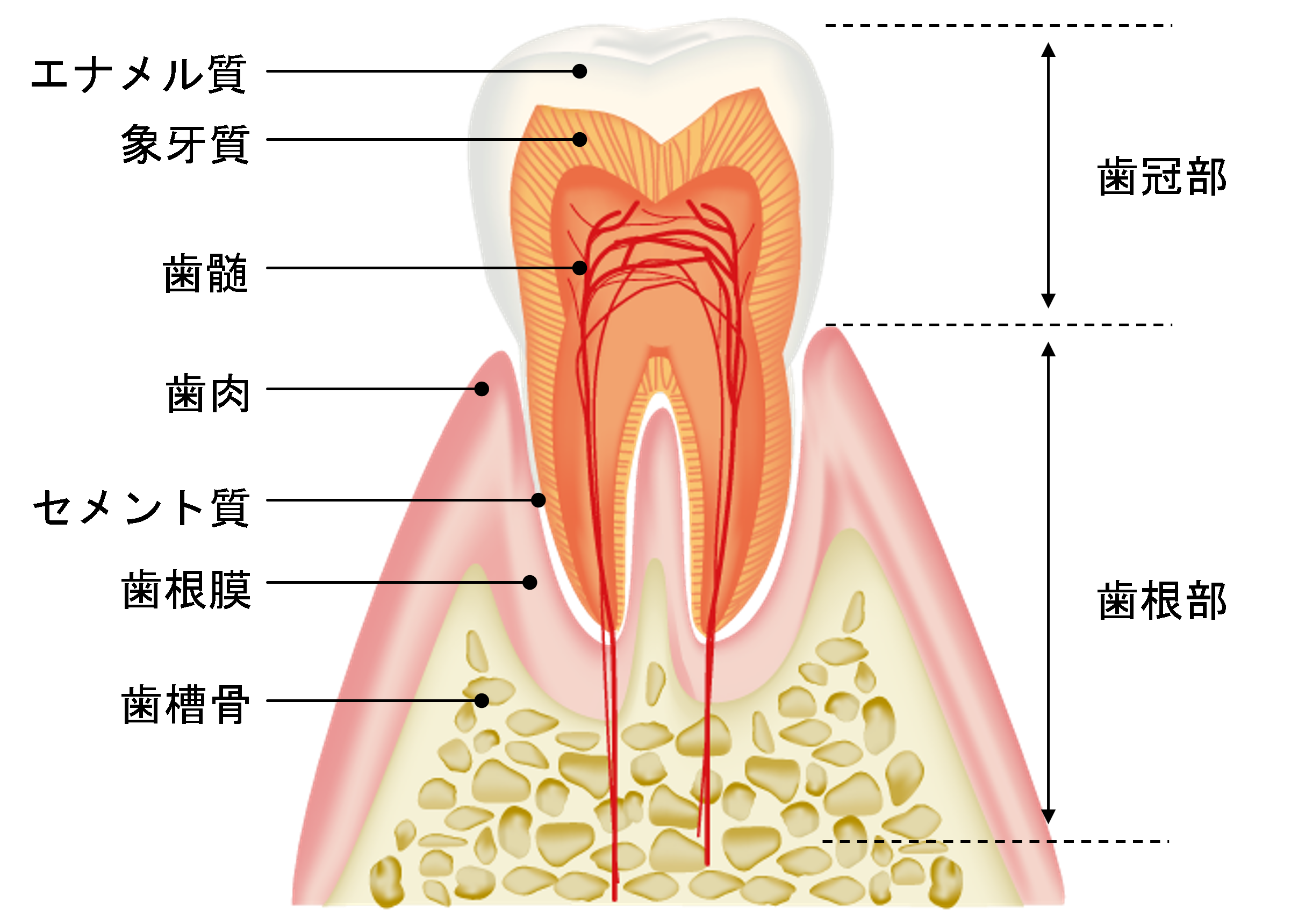 鳥取市　歯医者　歯周組織の構造
