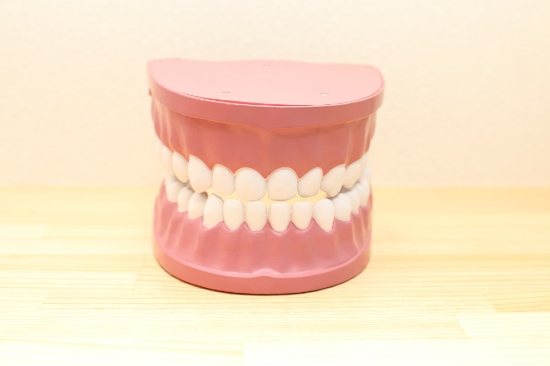 科学前突の歯列模型